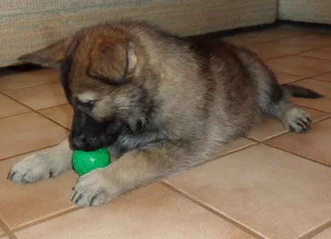 German shepherd puppies for sale