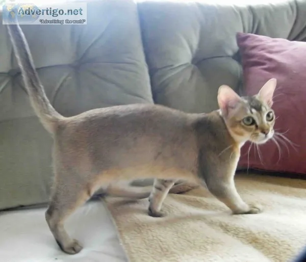 ❤asian smoke tabby kittens ready now