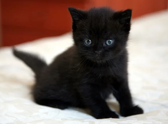 √bombay kittens ready now