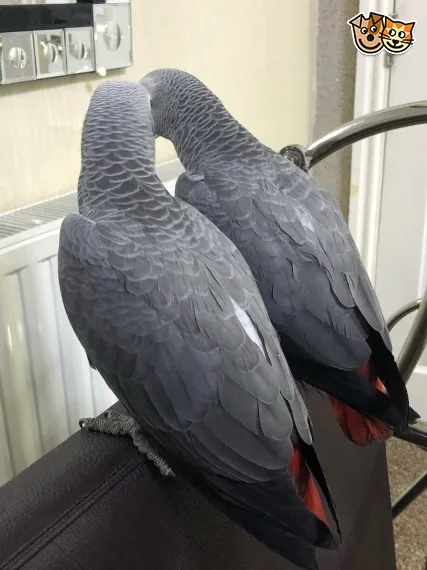 African grey