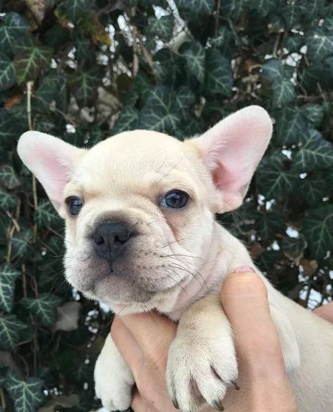French bulldog