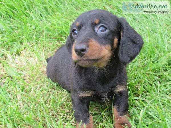 Ccj adorable miniature dachshund puppies