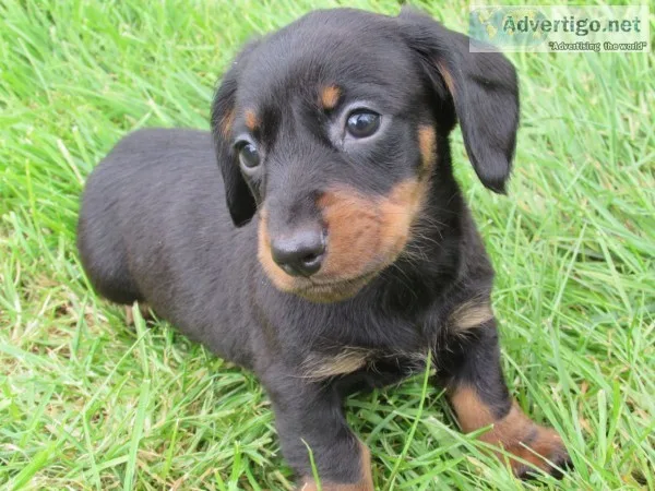Ttk adorable miniature dachshund puppies
