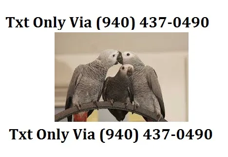Sweet african grey parrots available - 