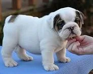 Purebred english bulldog puppies availab