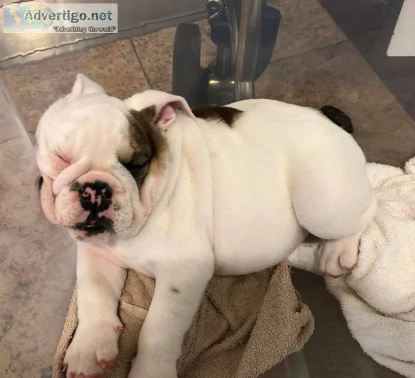 Purebred english bulldog puppies availab