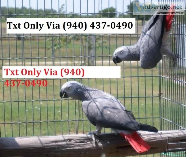 Cdfv african grey parrots for sale dcvf