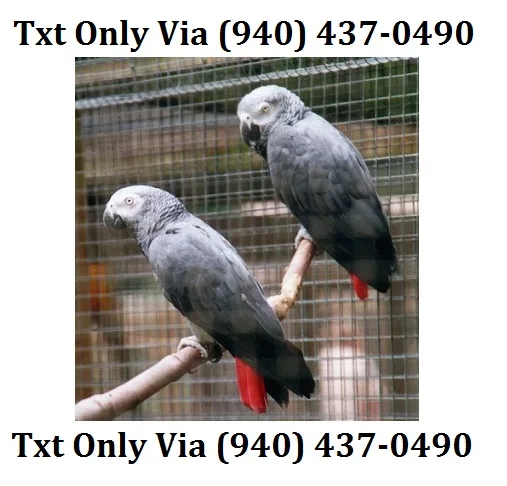 Congo african grey parrots availble - sd