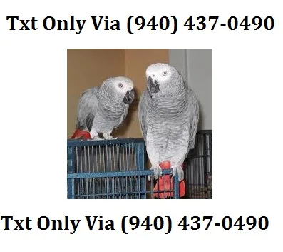 Fvfv congo african grey parrots for sale