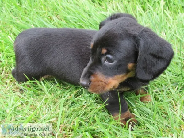 Jng adorable miniature dachshund puppy
