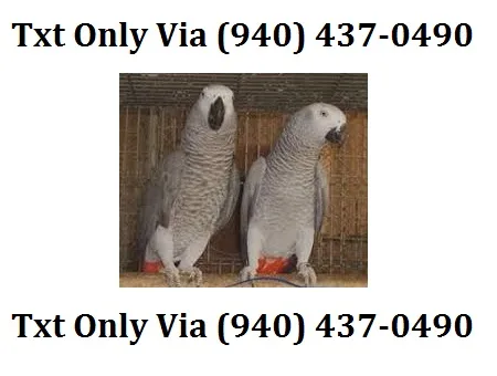 African grey parrot excellent talker, 
