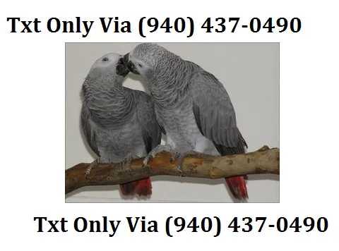 Vc red congo african grey parrot - 