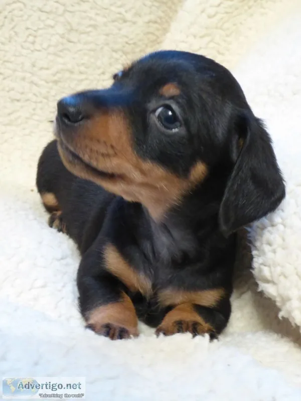 Wsd adorable miniature dachshund puppies
