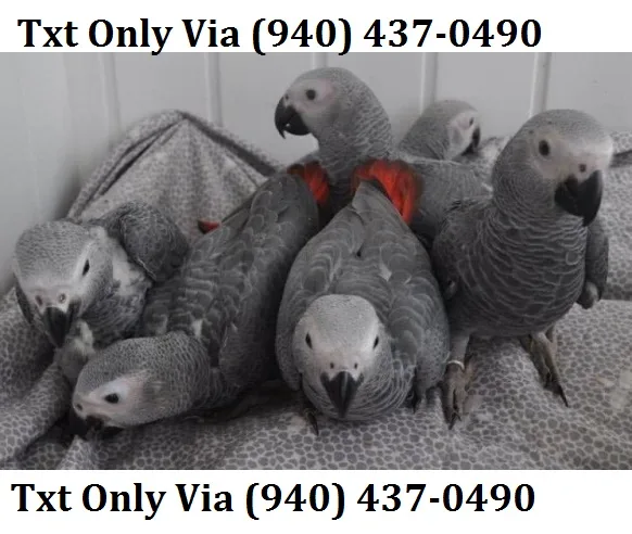Affectionate grey & hyacinth macaw
