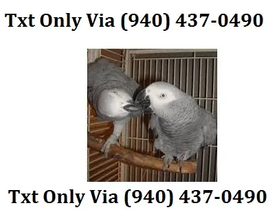 African grey congo needs a new home - 