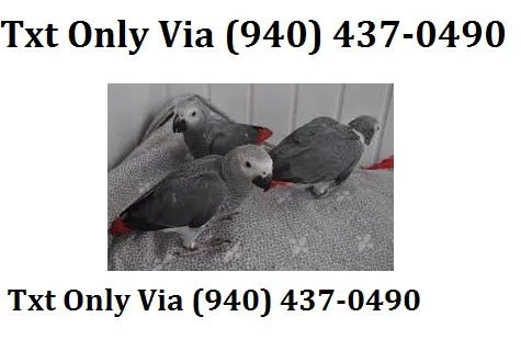 Eqwr african grey for sale - 
