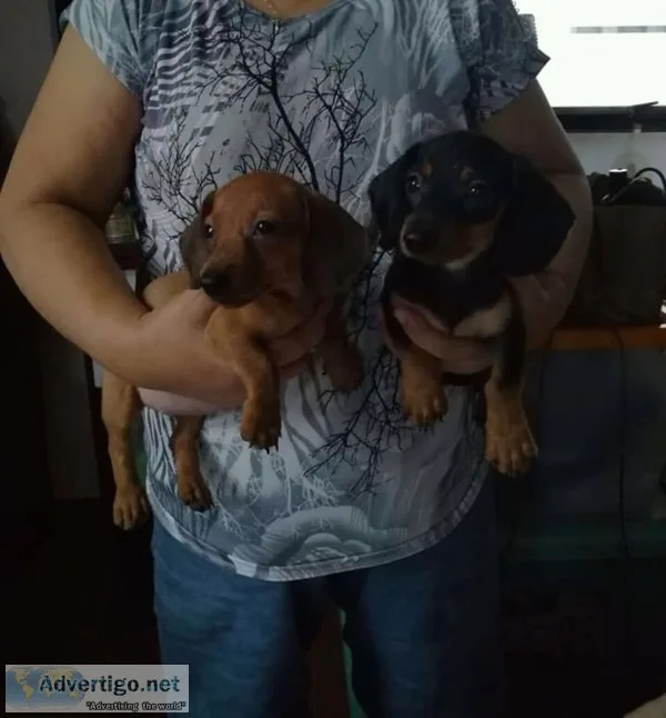 Yjk adorable miniature dachshund puppies
