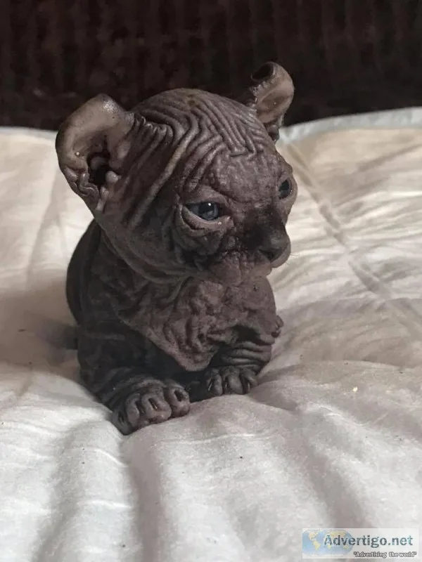 Black dwelf sphynx kitten