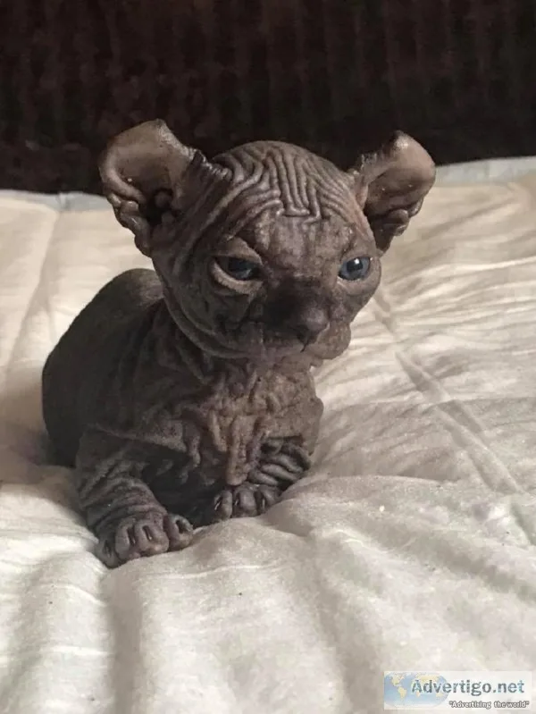 Black dwelf sphynx kitten