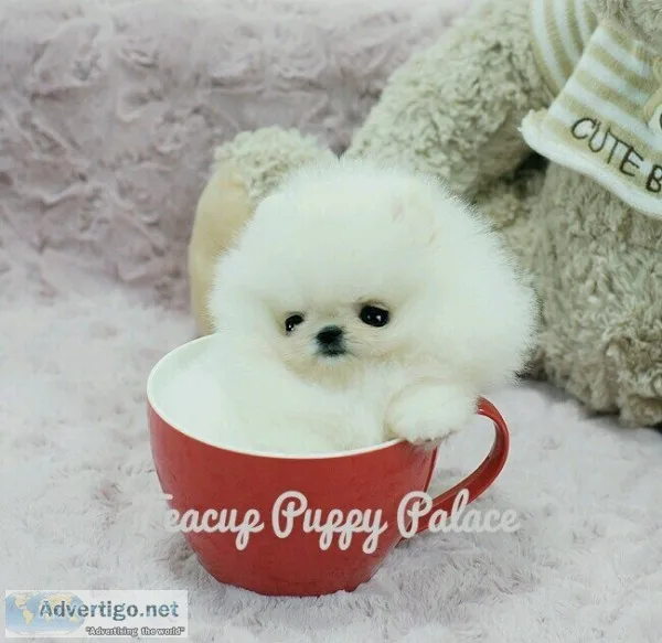 Pet