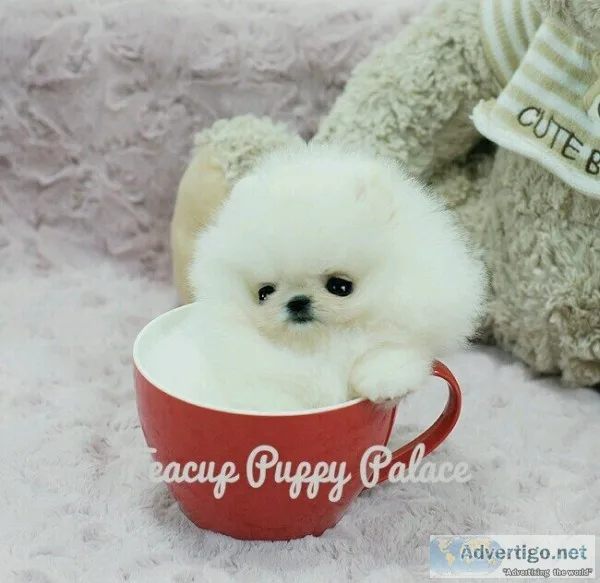 Pet