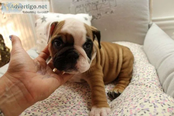  english bulldog puppies