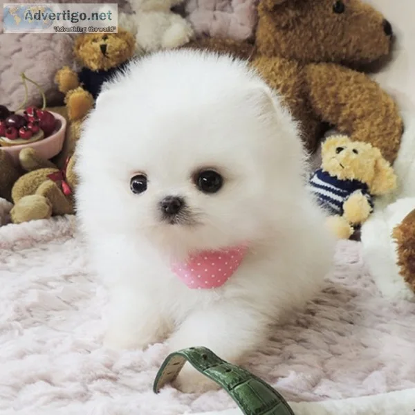 Pet