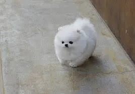 Adorable pomeranian puppy | teacups, pup