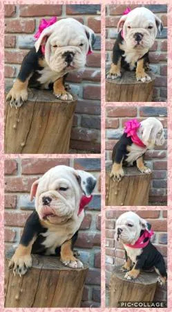 English bulldog puppies (alhambra) 