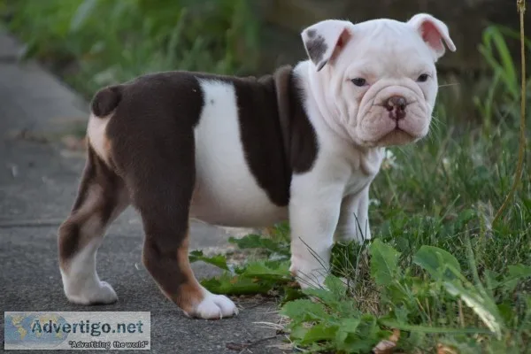Gorgeous old english bulldog puppy