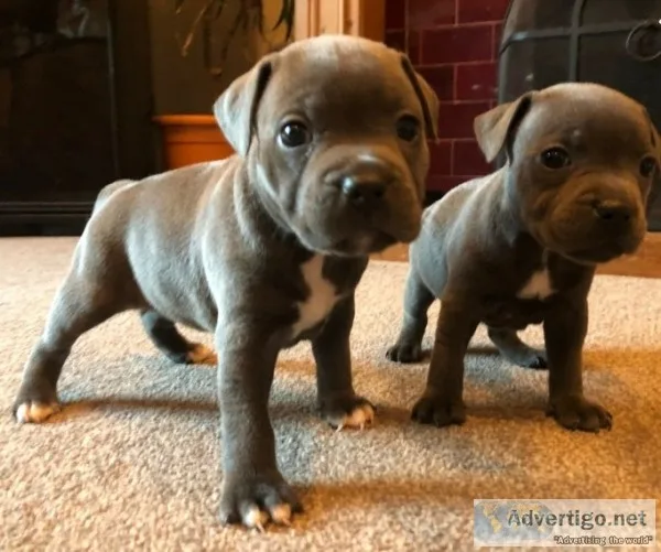 Adorable blue staffordshire bull terrier