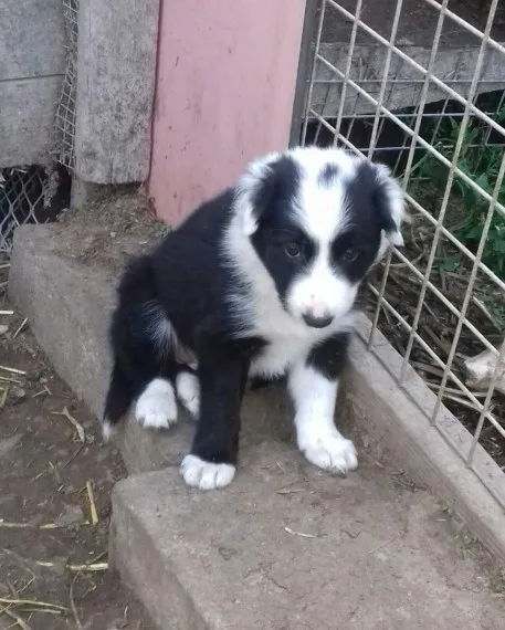  gourguse collie pup s for sale