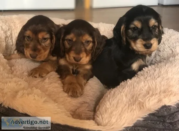 Quality working cocker spaniels ready