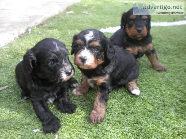 Exceptional chunky litter of beautiful c