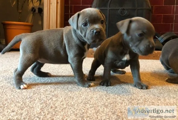 Adorable blue staffordshire bull terrier