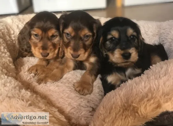 Quality working cocker spaniels ready