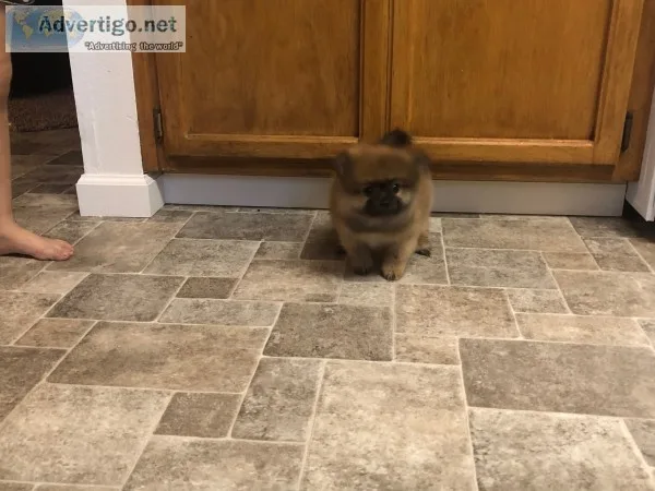 Akc pomeranian male puppy