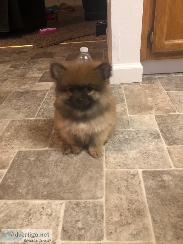Akc pomeranian male puppy