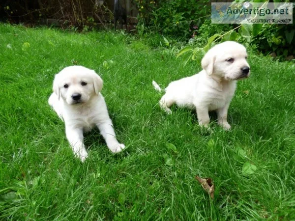 Sweet golden retriever puppies available