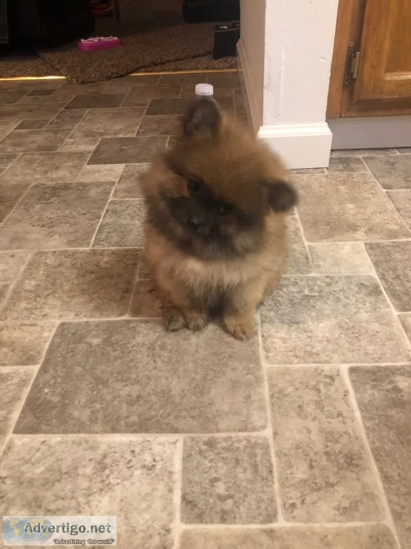 Akc pomeranian male puppy