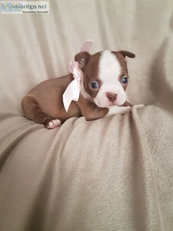 Beautiful litter of 9 traditional colour