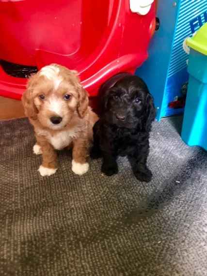 F1b toy cockapoo puppies