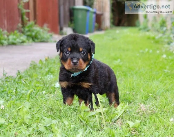 Registered with top pedigree rottweiler 
