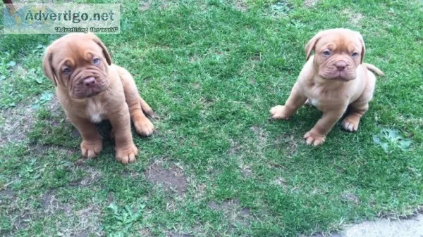 Sweet dogue de bordeaux puppies