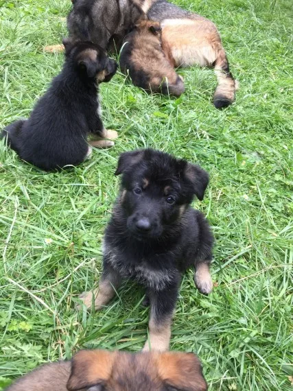 Top quality german shepherd puppies for 