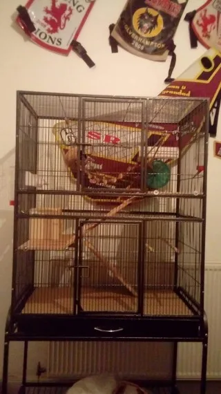 Sugar gliders for sale w/ cage & accesso