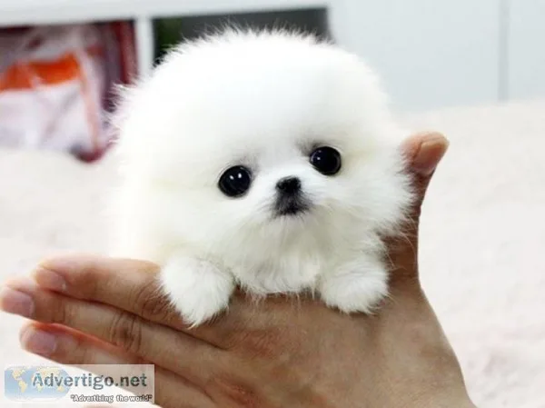 Adorable pomeranian puppy
