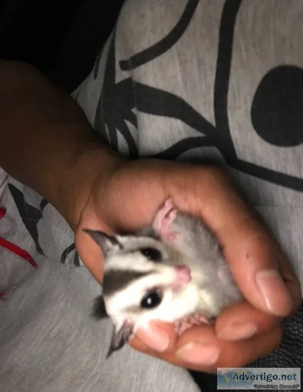 Sugar gliders for sale w/ cage & accesso