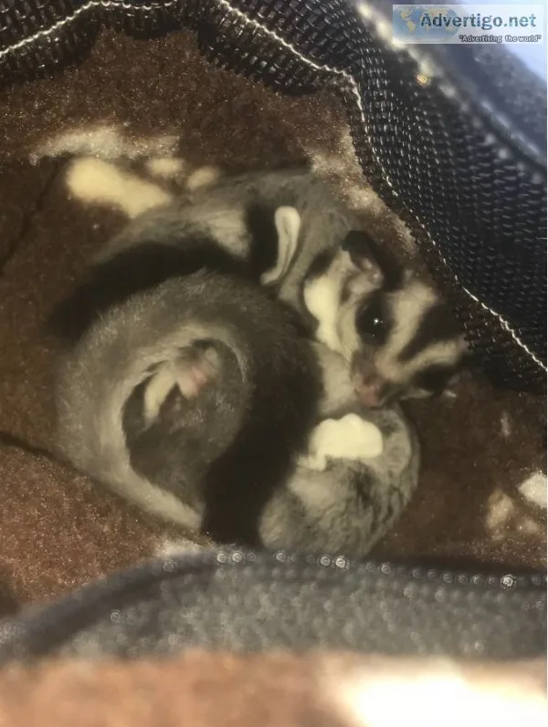 Sugar gliders for sale w/ cage & accesso