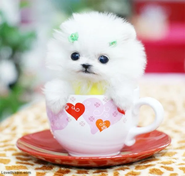 Adorable pomeranian puppy